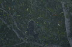 Trachypithecus selangorensis