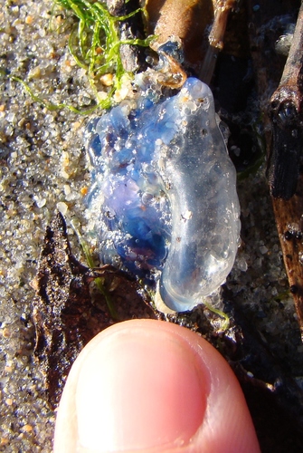 photo of Portuguese Man O' War (Physalia physalis)