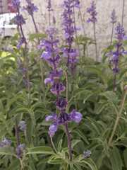 Salvia
