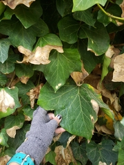 Hedera
