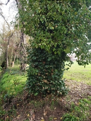 Hedera