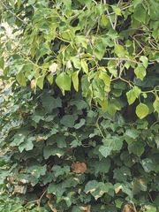 Hedera