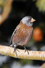 Leucosticte tephrocotis littoralis