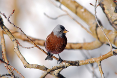Leucosticte tephrocotis littoralis