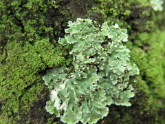 Physcia undulata