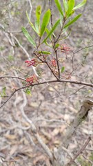 Amyema gaudichaudii