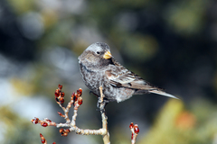 Black Rosy-Finch photo 4