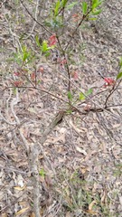 Amyema gaudichaudii