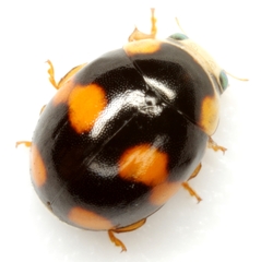 Brachiacantha barberi