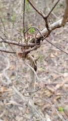 Amyema gaudichaudii