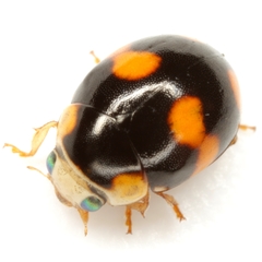 Brachiacantha barberi