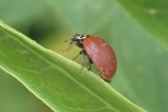 Cycloneda sanguinea