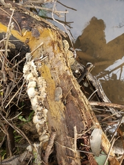 Fungi