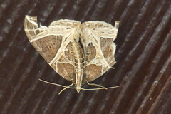 Ecliptopera rectilinea