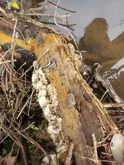 Fungi
