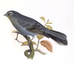 Slate-Colored Solitaire photo 4