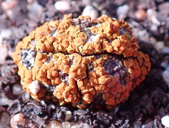 Caloplaca subpyraceella