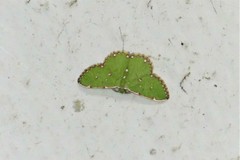 Chlorochromodes dialitha
