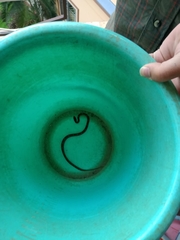 Lycodon anamallensis