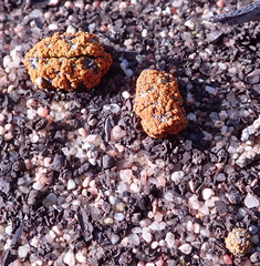 Caloplaca subpyraceella