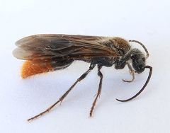 Sphaeropthalma marpesia