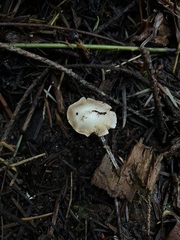 Inocybe albodisca