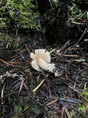 Inocybe albodisca