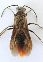Sphaeropthalma marpesia