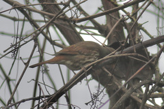 Passerella iliaca altivagans