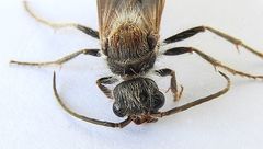 Sphaeropthalma marpesia