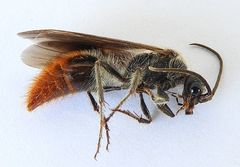 Sphaeropthalma marpesia