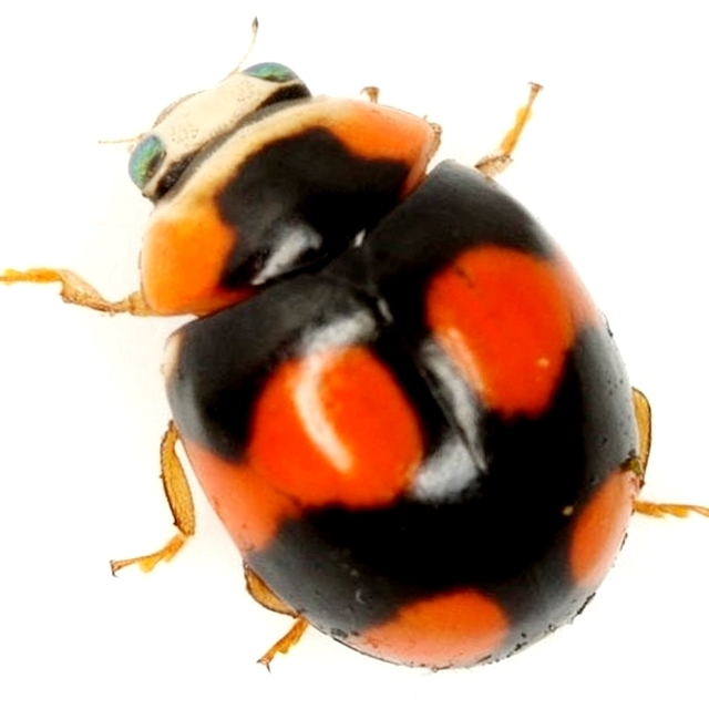 Spurleg Lady Beetles