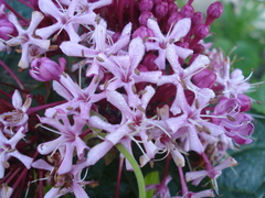 Crusea hispida