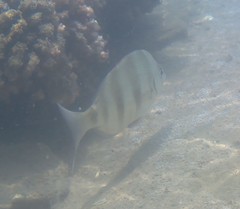 Diplodus hottentotus