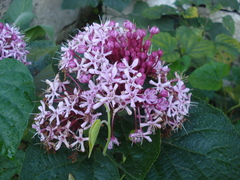 Crusea hispida