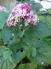 Crusea hispida