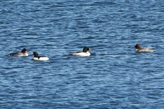 Mergus merganser