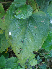 Crusea hispida