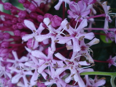 Crusea hispida