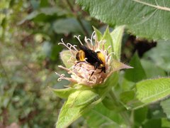 Bombus steindachneri