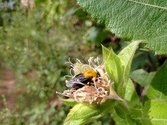 Bombus steindachneri