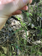 Parsonsia capsularis