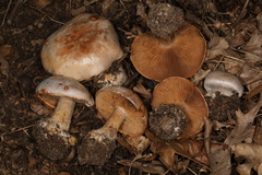 Cortinarius scaurotraganoides