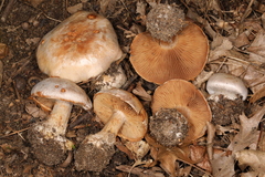 Cortinarius scaurotraganoides