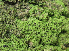Phyllopsora chlorophaea