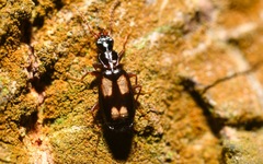 Calodromius spilotus
