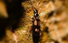 Calodromius spilotus