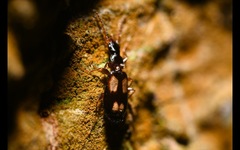 Calodromius spilotus