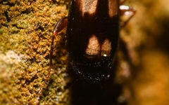 Calodromius spilotus