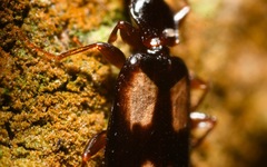 Calodromius spilotus